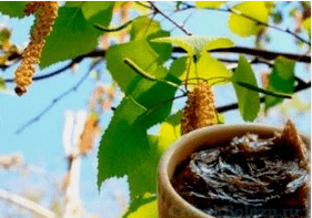 Birch tar aus dem Pilz