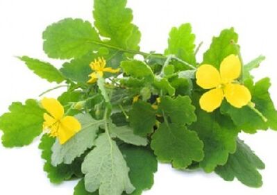 Celandine fir Pilz op Zehenneel